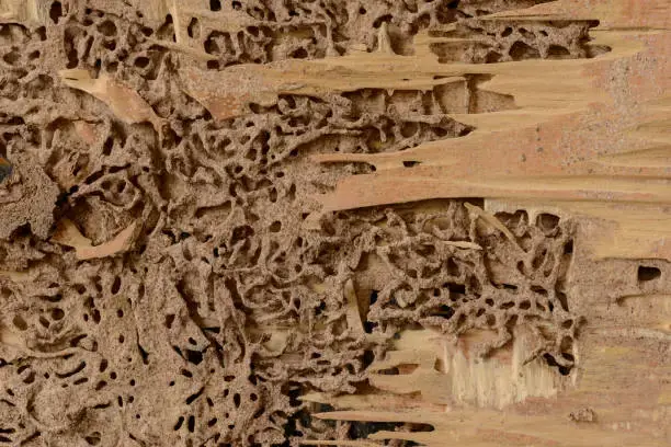L’état relatif aux termites